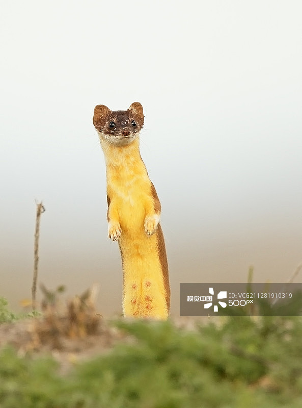 长尾黄鼠狼图片素材