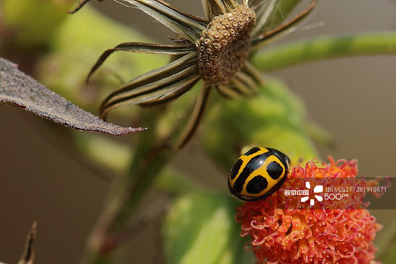 金色瓢虫图片素材