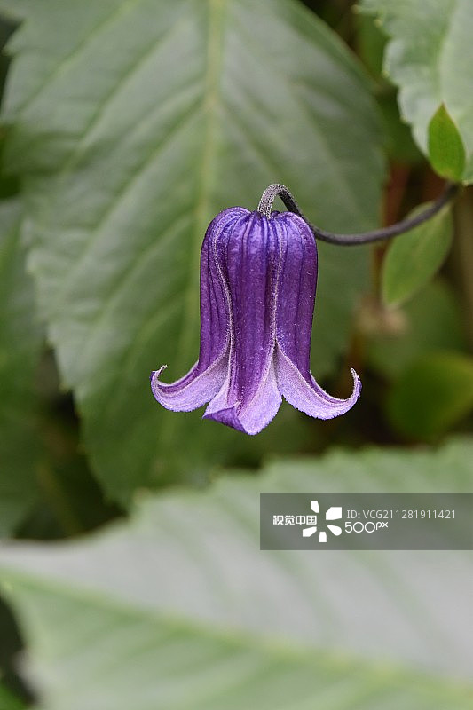 风铃花图片素材
