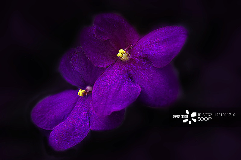 非洲紫罗兰图片素材