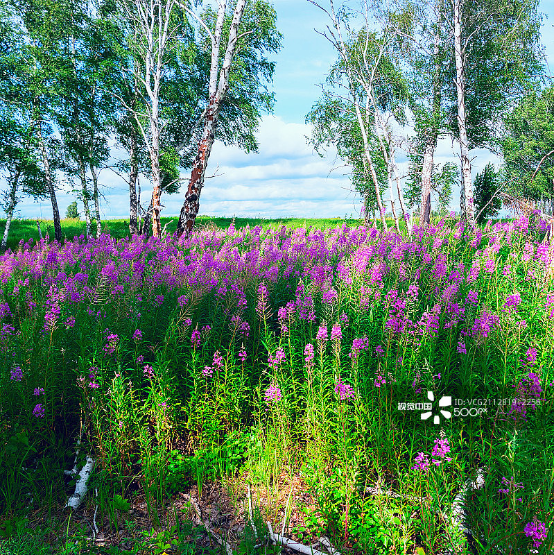 桦树林中空地上盛开的柳兰图片素材