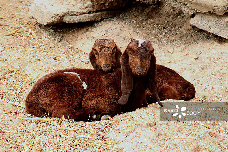 小山羊图片素材