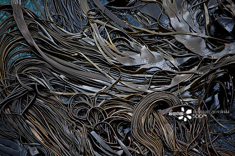 海藻垫图片素材