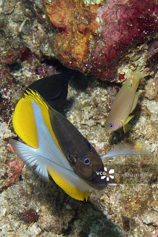 金字塔蝴蝶鱼图片素材