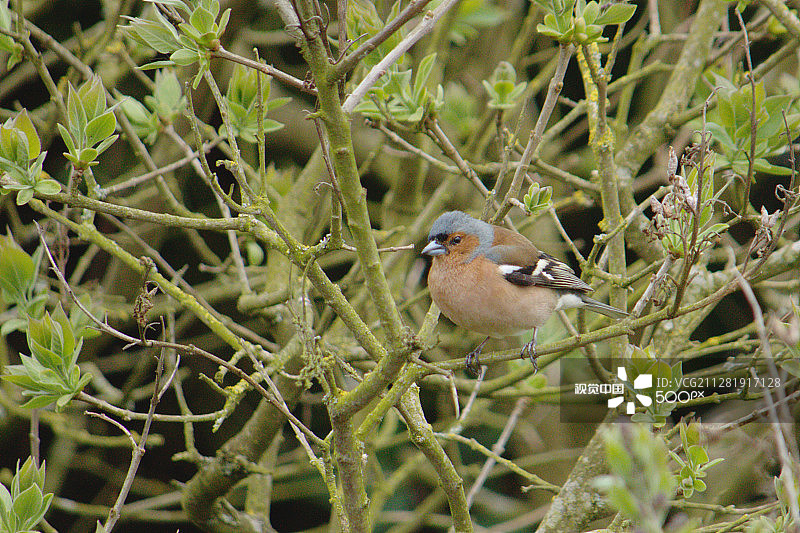 树枝上的苍头燕雀图片素材