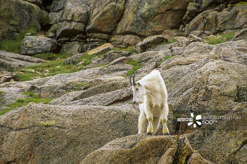山羊图片素材