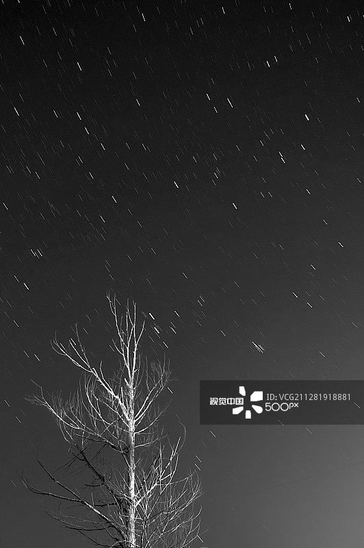 星光下的树图片素材