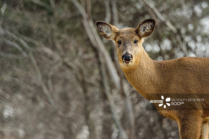 白尾鹿图片素材