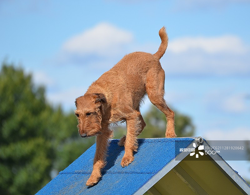 参加狗狗敏捷试验的爱尔兰梗图片素材
