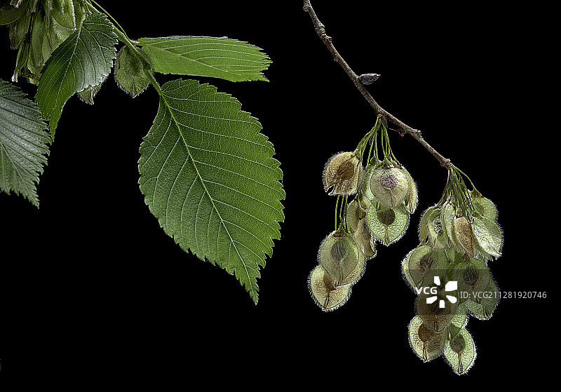 欧洲白榆（又名：垂榆，散榆，高榆）的果实图片素材