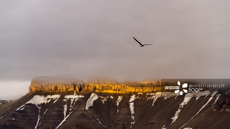 展翅飞翔的贼鸥图片素材