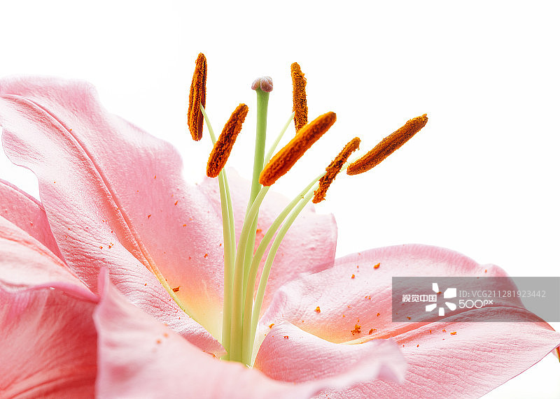 百合属植物图片素材