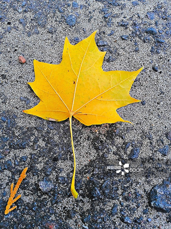 白俄罗斯戈梅利图片素材