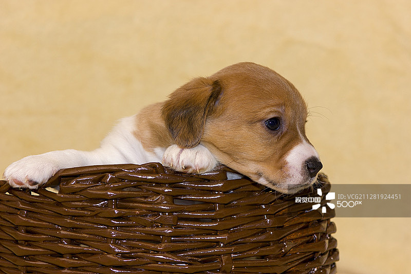 杰克罗素梗犬幼犬图片素材
