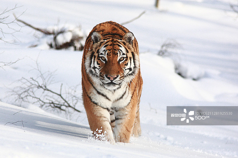 雪地里的老虎图片素材
