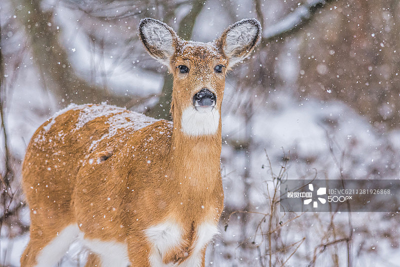 雪地白尾鹿图片素材