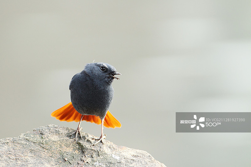 铅色红尾水鸲图片素材