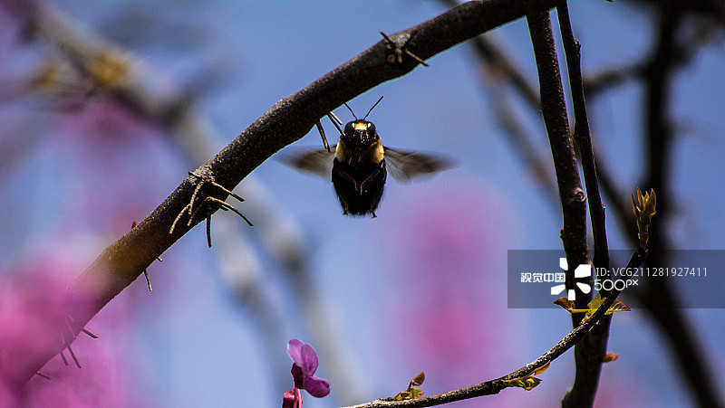 大黄蜂攻击图片素材