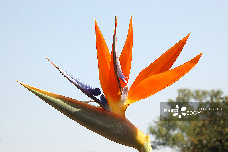 天堂鸟图片素材