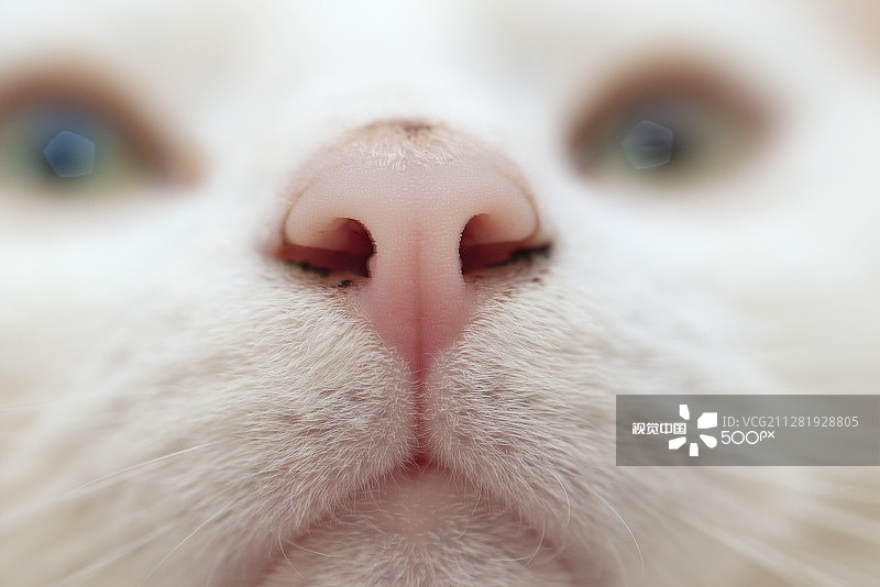 小猫图片素材