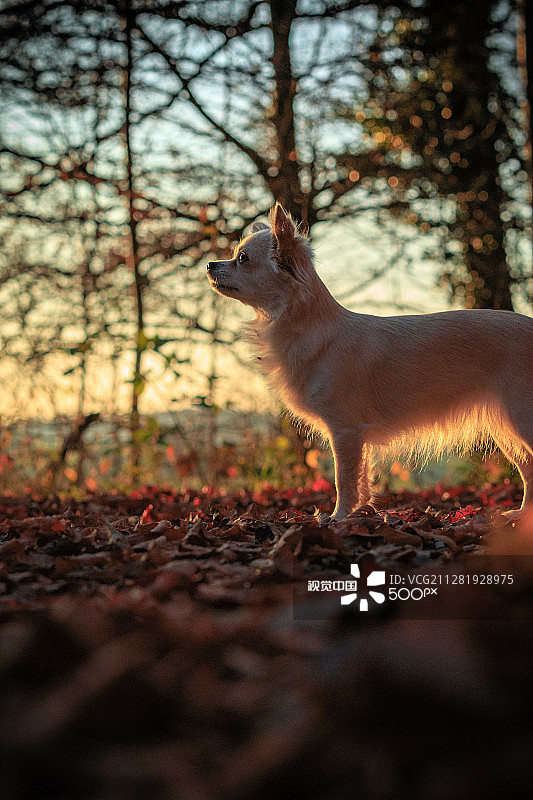 秋日里的吉娃娃犬图片素材