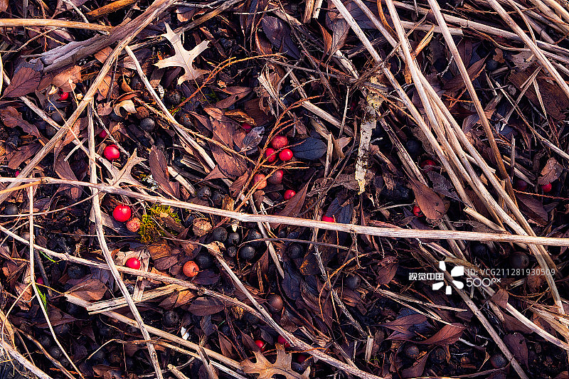 森林地面图片素材
