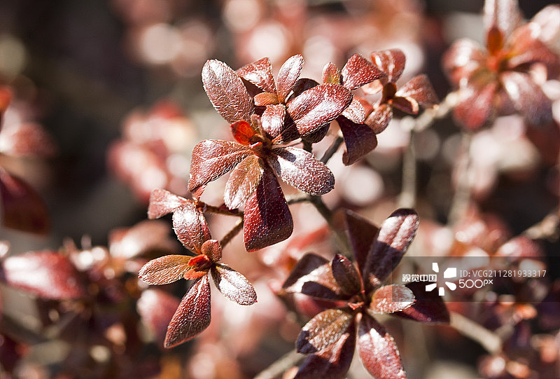 花园中的二月色彩图片素材