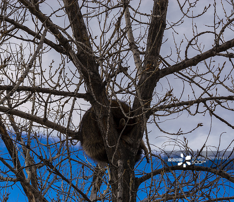 午后昏昏欲睡的浣熊图片素材