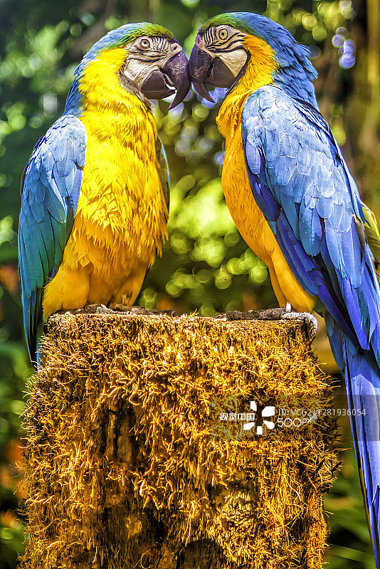 一对蓝色和黄色金刚鹦鹉图片素材