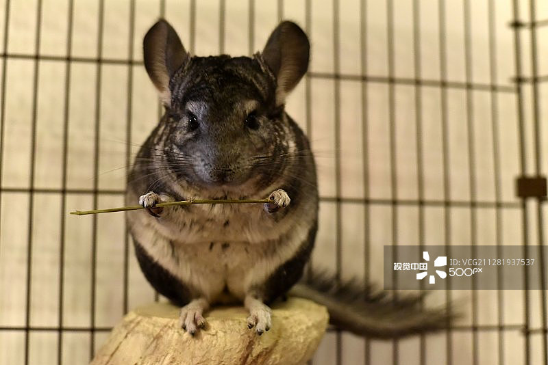 照片素材图片素材