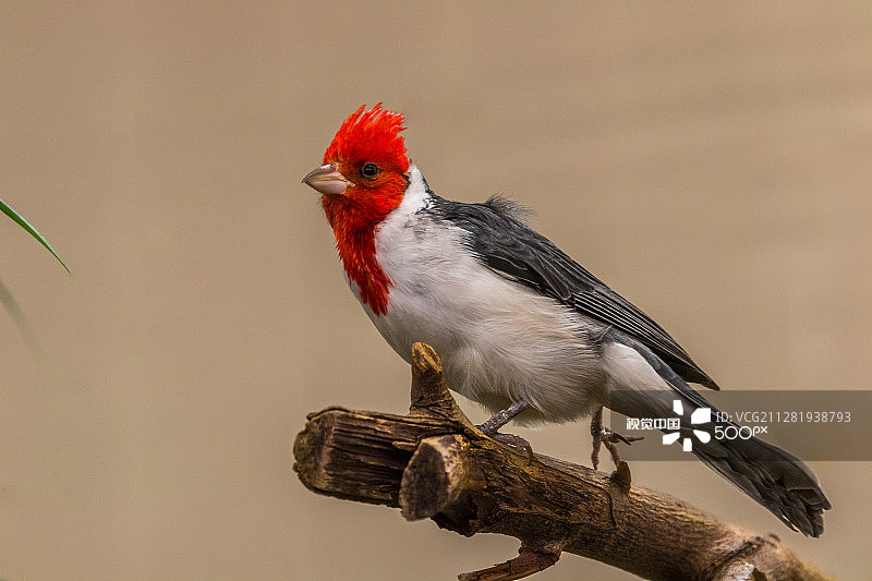 红色凤头红雀图片素材