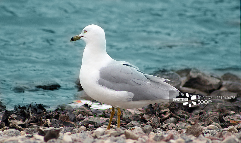 凝视水面的海鸥图片素材