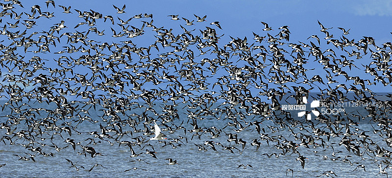 里海燕鸥与大型蛎鹬图片素材