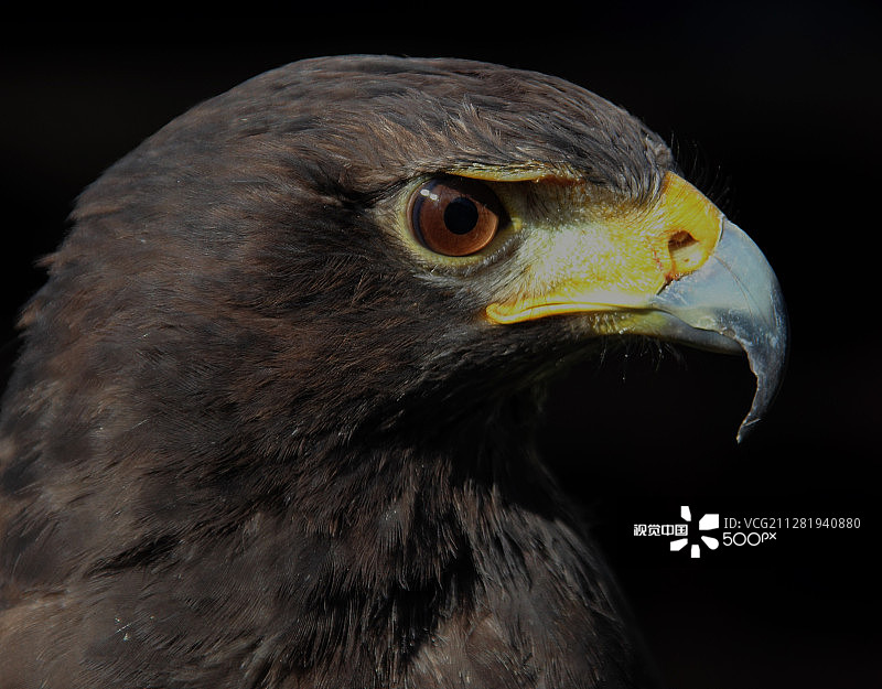 哈里斯鹰图片素材