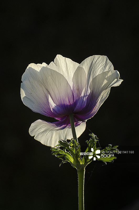 精致的白色银莲花图片素材