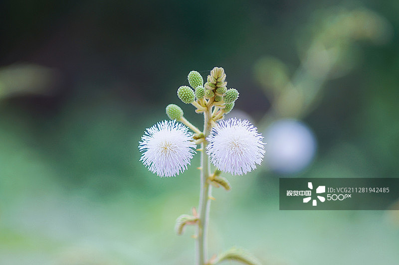 含羞草图片素材