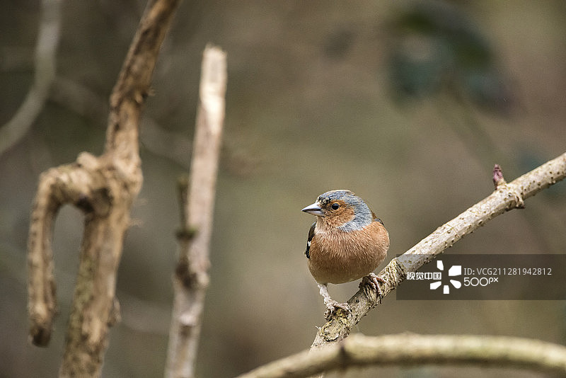 花园喂鸟器上美丽的燕雀图片素材