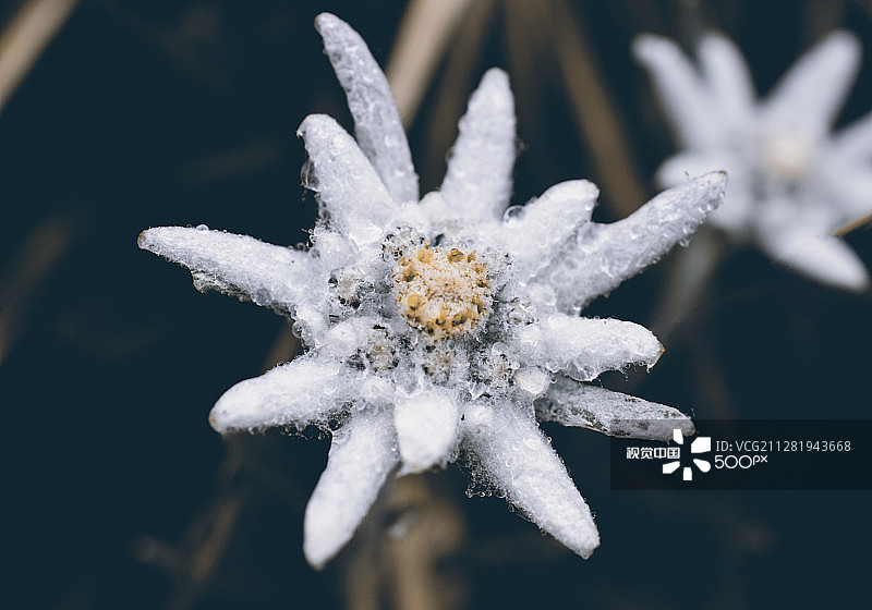 盛夏时节的雪花图片素材