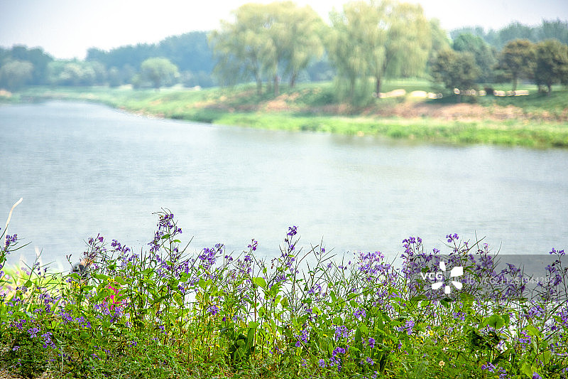 春天二月蓝温榆河图片素材