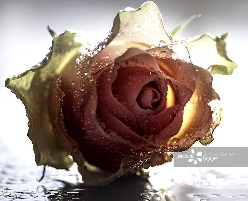 玫瑰35图片素材