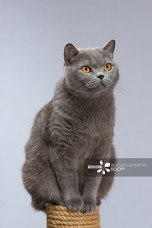 美丽的猫站在猫抓柱上图片素材