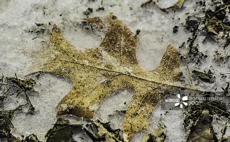 冰冻的橡树叶图片素材