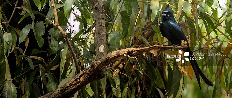 黑卷尾 I图片素材