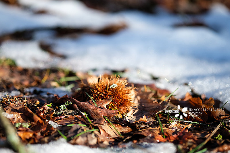 雪地里的栗子刺猬图片素材