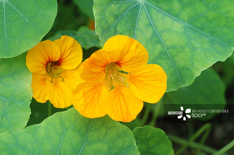 旱金莲 - 黄色图片素材