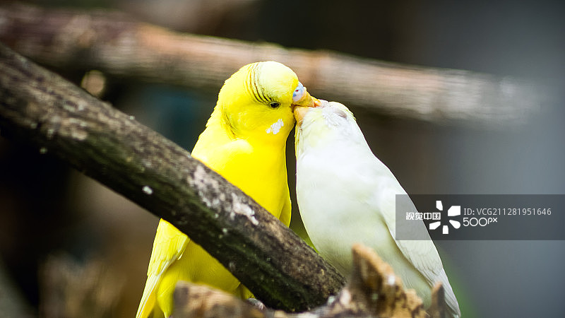 爱情鸟图片素材