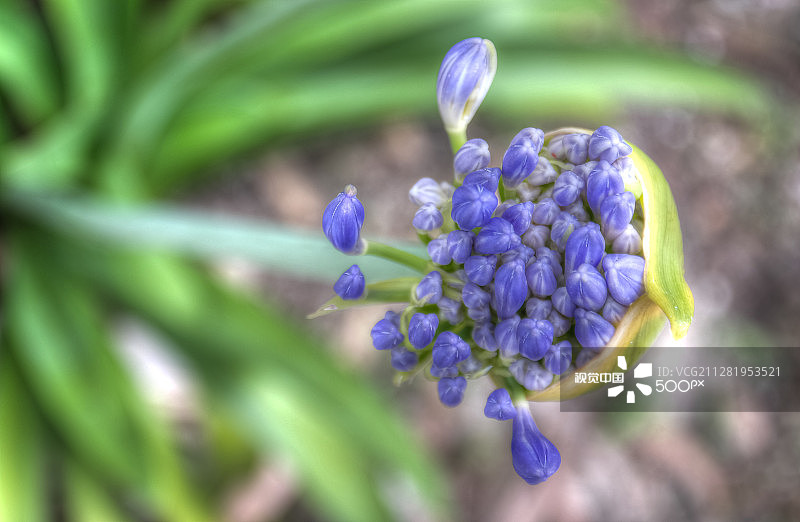 尼罗河百合图片素材