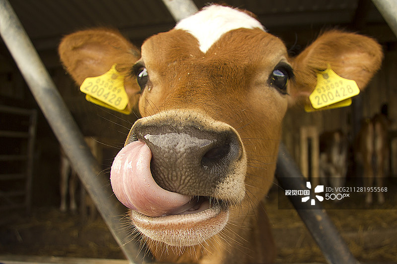 泽西母牛图片素材