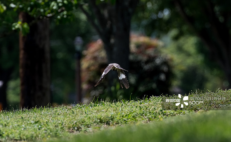 听模仿鸟的歌唱图片素材