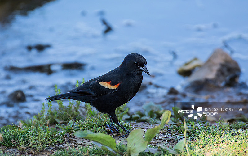 红翅黑鹂图片素材